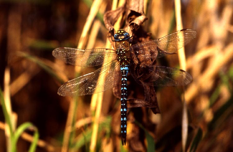 Aeshna mixta