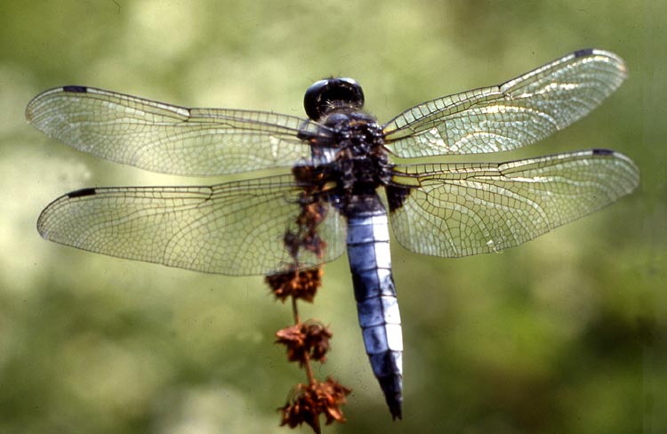 Libellula fulva