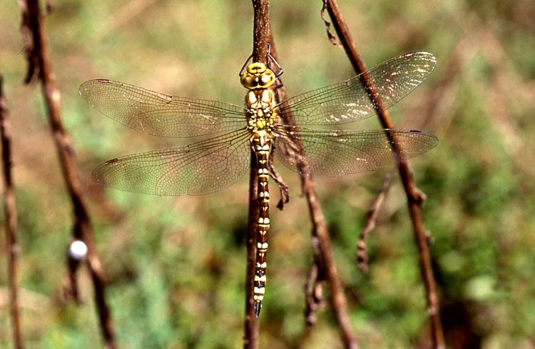 Aeshna cyanea