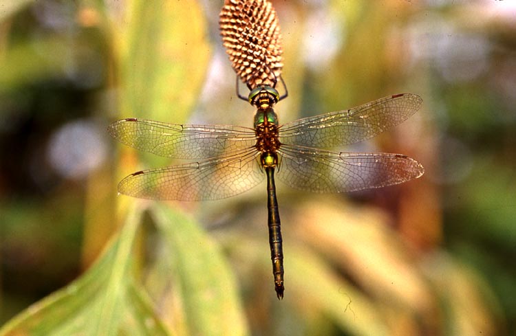 Somatochlora metallica