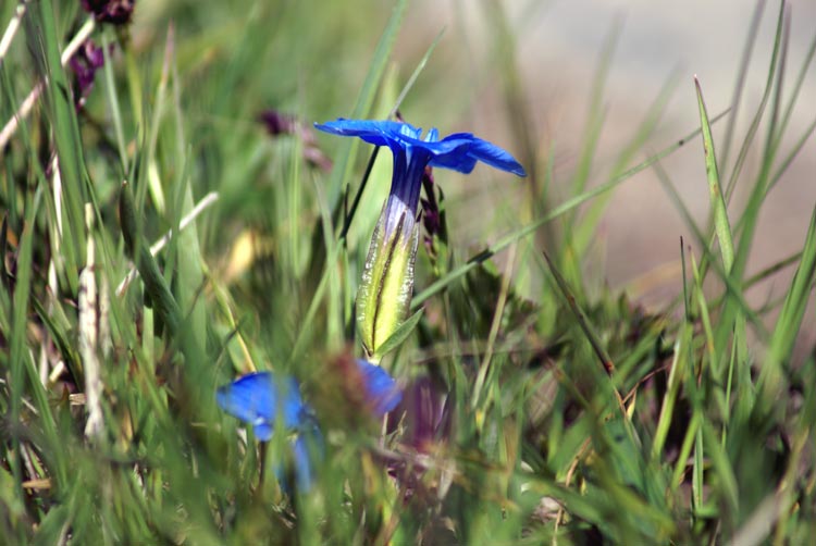valsavarenche 21 - Gentiana sp.
