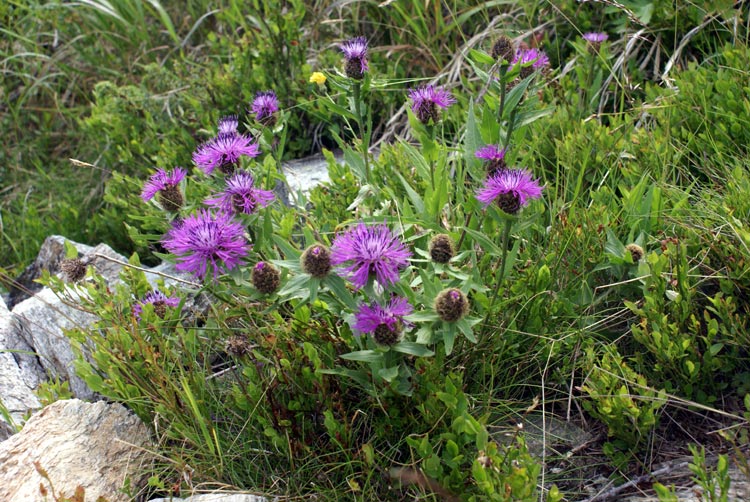 Centaurea nervosa / Fiordaliso alpino