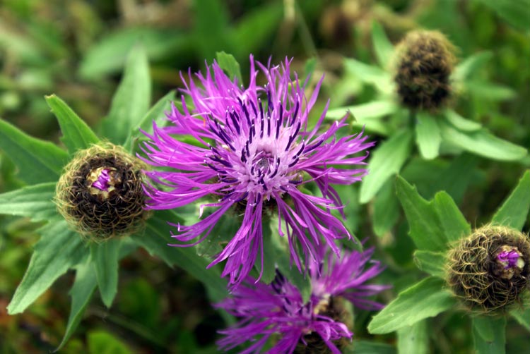 Centaurea nervosa / Fiordaliso alpino