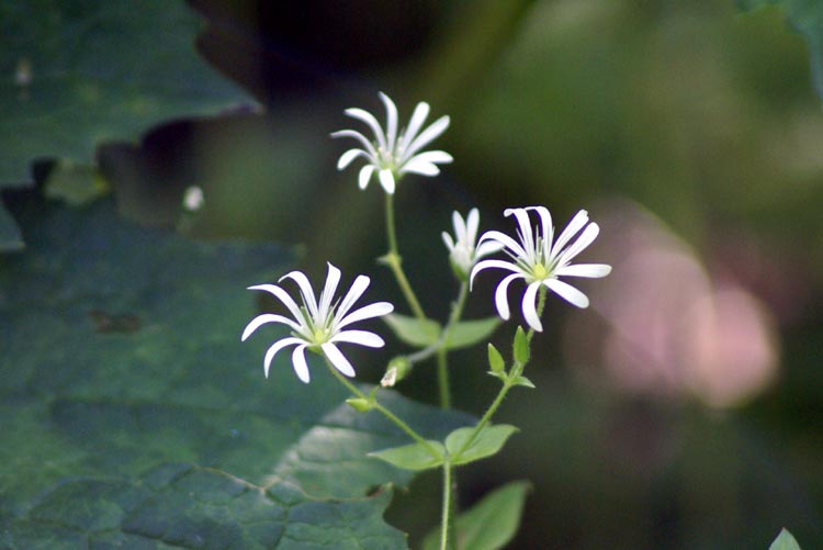 Stellaria nemorum / Centocchio dei boschi
