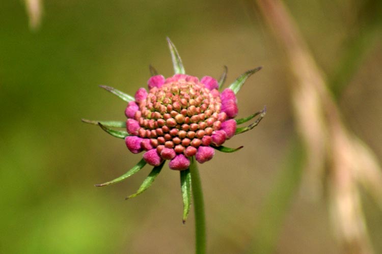 Valle Cervo 1- Dipsacacea