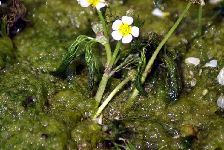 fiori nel fosso Ranunculus trychophyllus
