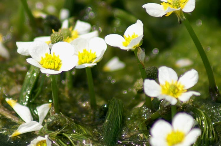 fiori nel fosso Ranunculus trychophyllus