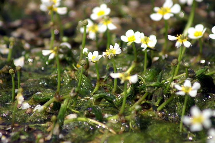 fiori nel fosso Ranunculus trychophyllus