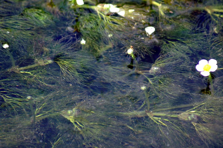 fiori nel fosso Ranunculus trychophyllus