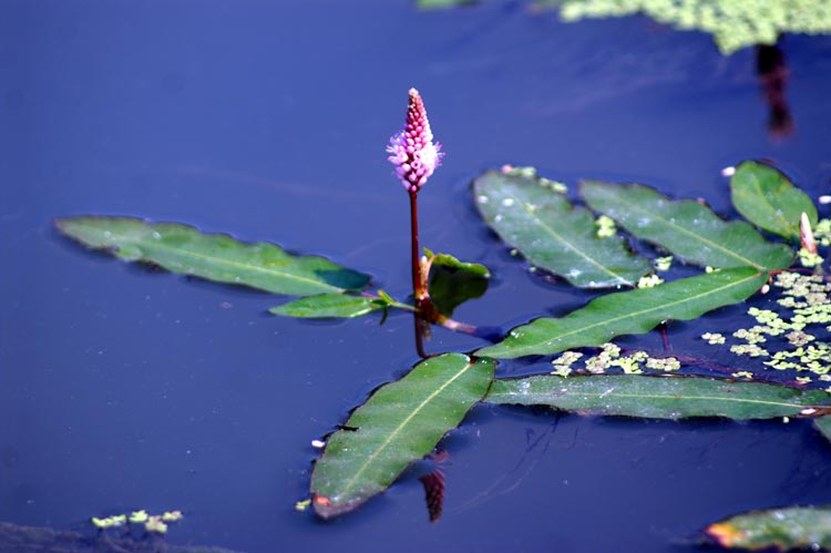 Persicaria amphibia  (=Polygonum amphibium) / Poligono anfibio