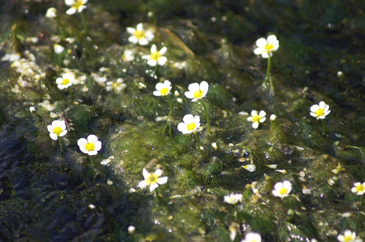 fiori nel fosso Ranunculus trychophyllus