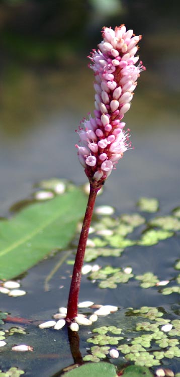 Persicaria amphibia  (=Polygonum amphibium) / Poligono anfibio