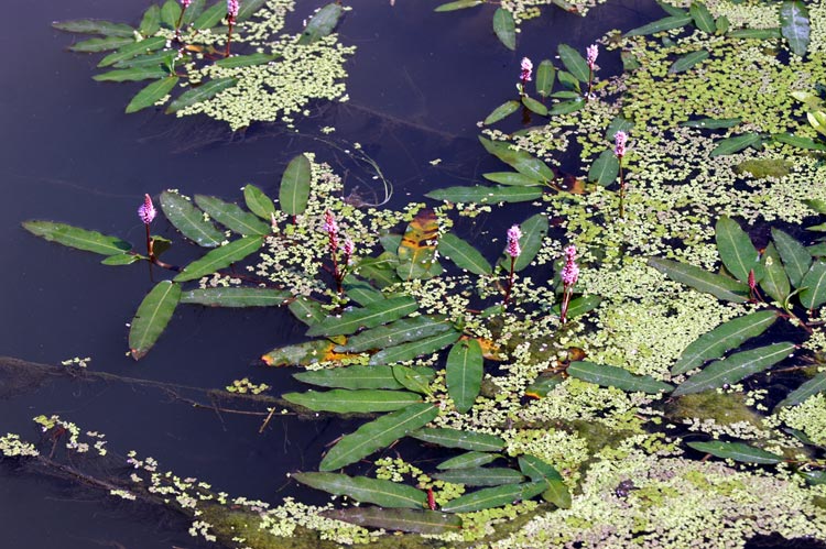 Persicaria amphibia  (=Polygonum amphibium) / Poligono anfibio