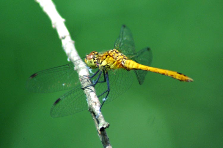Che libellula? - Sympetrum sanguineum