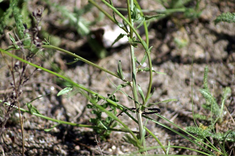 Jasione montana / Vedovella annuale