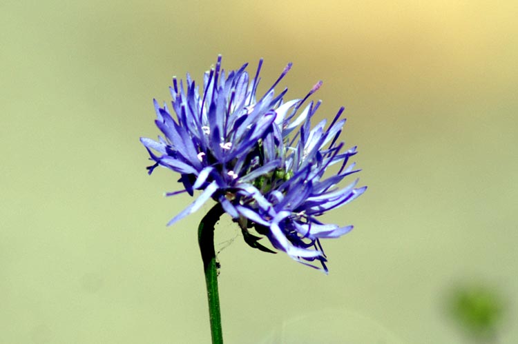Jasione montana / Vedovella annuale