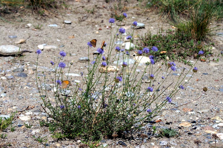 Jasione montana / Vedovella annuale