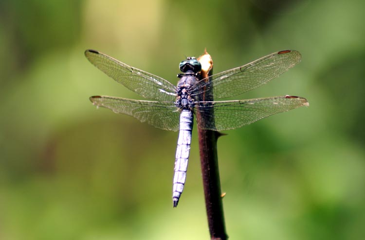 libellula da determinare - Orthetrum coerulescens