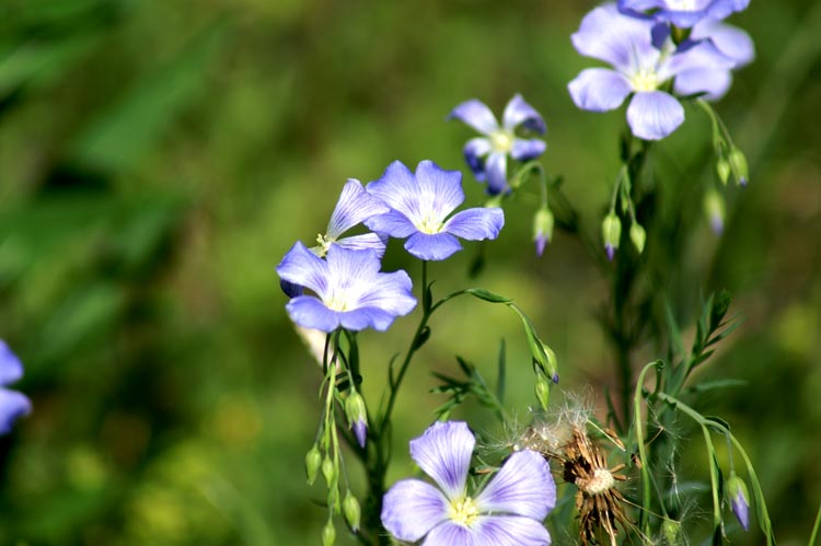 val Clavalit� 2 - Linum sp.