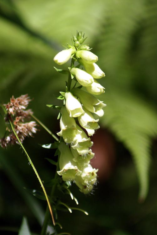 Digitalis lutea