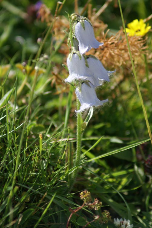 val Tournenche 2 Campanula barbata