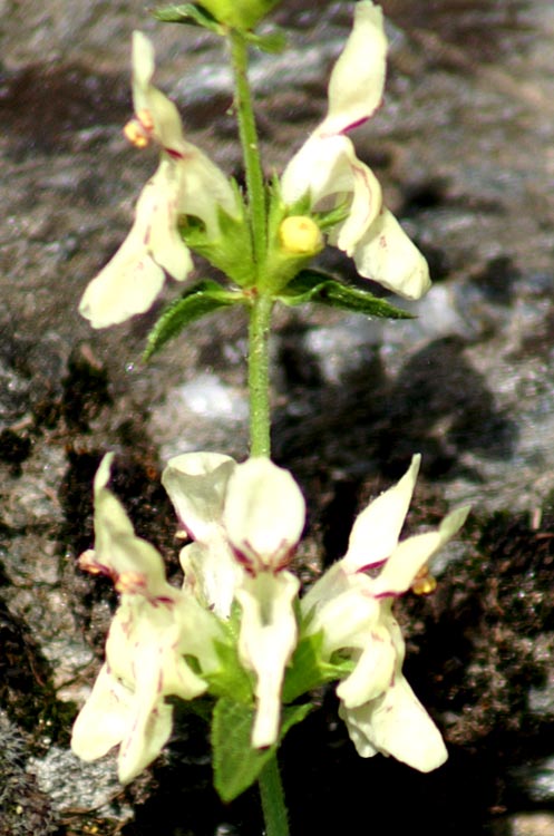 Stachys recta / Stregona gialla