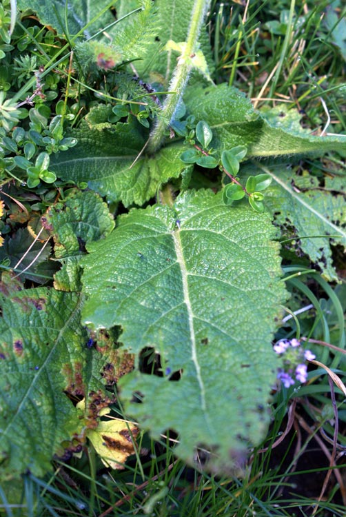 Salvia pratensis / Salvia dei prati