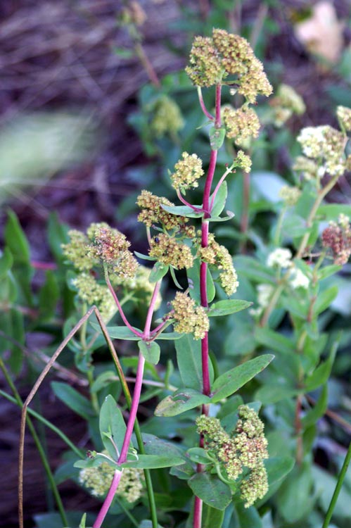 Hylotelephium maximum / Borracina massima