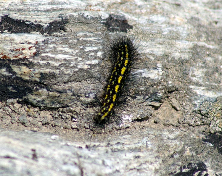 bruco di Setina irrorella