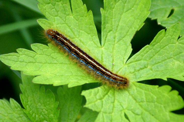 Malacosoma castrense