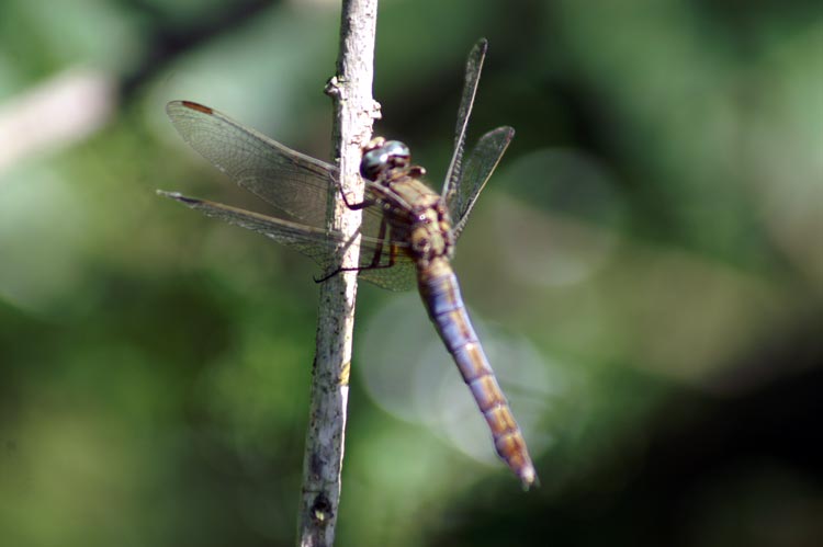 libellula da determinare 2 - Orthetrum coerulescens