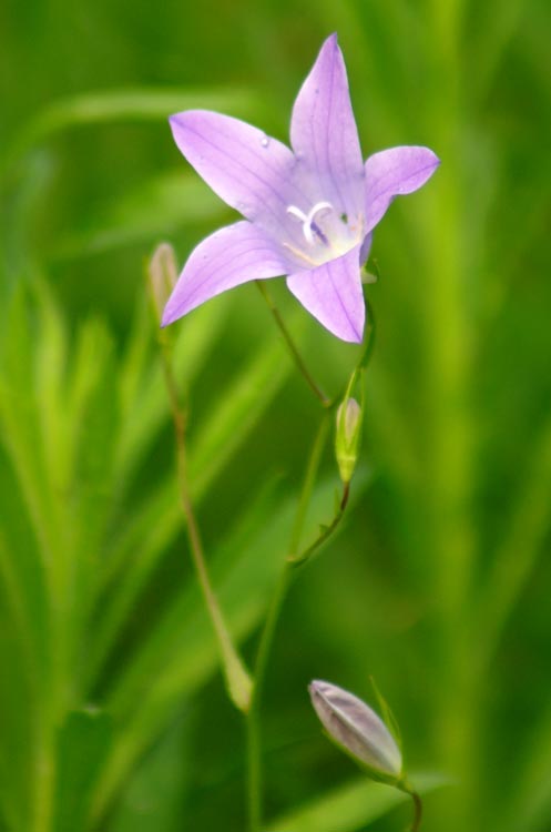 Campanula patula / Campanula a rami patenti