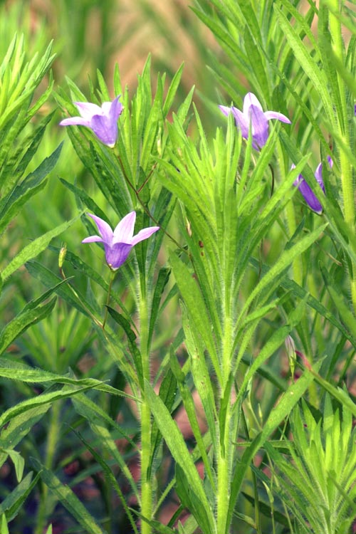 Campanula patula / Campanula a rami patenti