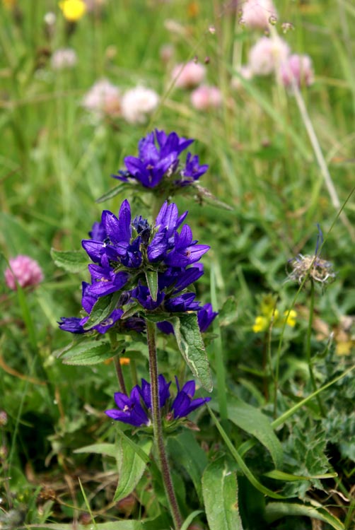 Campanula glomerata / Campanula a mazzetto