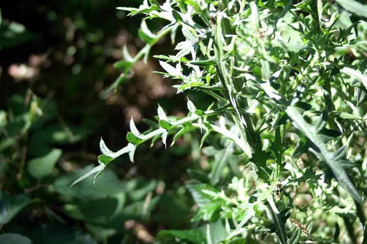 grosso cardo - Cirsium sp.