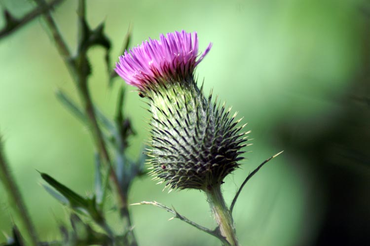 grosso cardo - Cirsium sp.