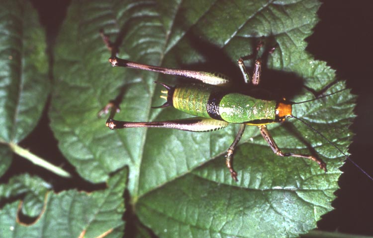 Cavalletta: Eupholidoptera cfr. chabrieri (Tettigoniidae)