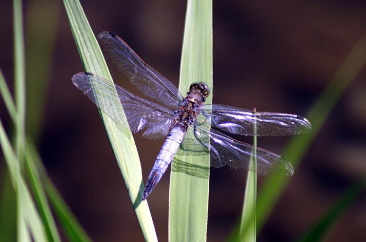 Orthetrum cancellatum (Odonata, Libellulidae)