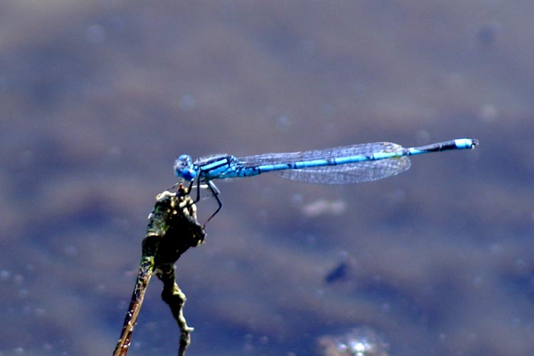 Erythromma lindenii (Odonata, Coenagrionidae)