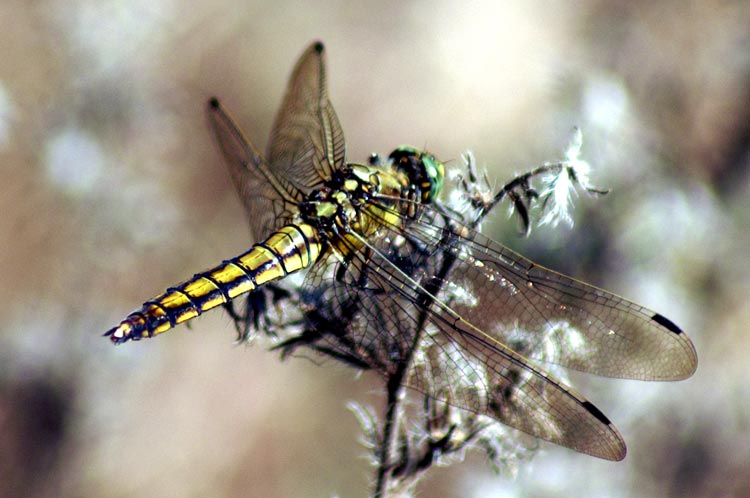 Orthetrum cancellatum