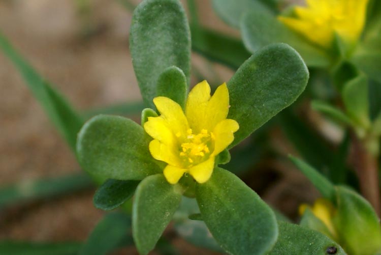 Portulaca oleracea / Porcellana comune