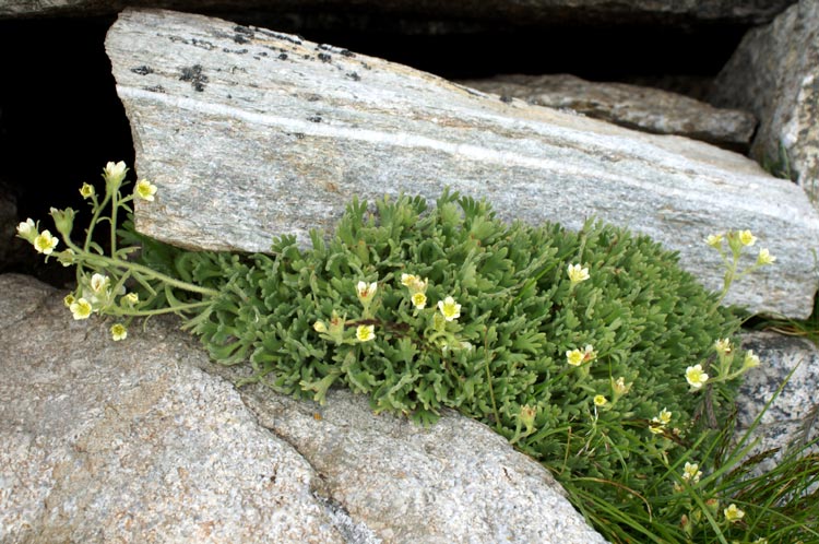 Valle Cervo 3 Saxifraga exarata