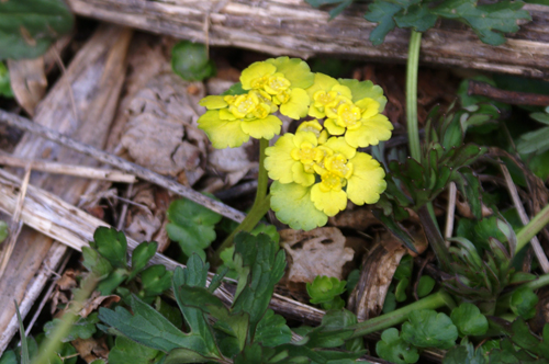 Chrysosplenium alternifolium / Erba milza comune