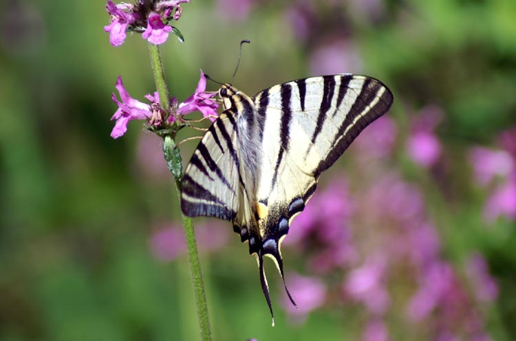 Iphiclides podalirius