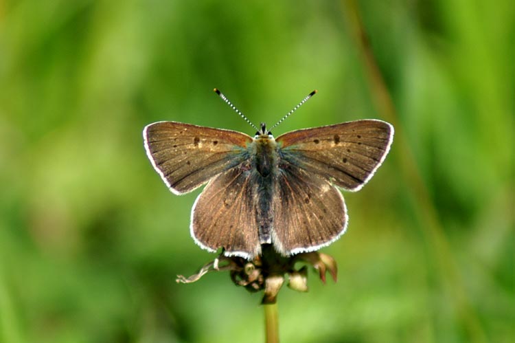 Lycaena tityrus