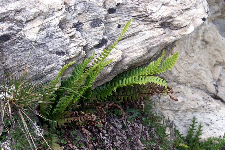 Polystichum lonchitis - val Tournenche