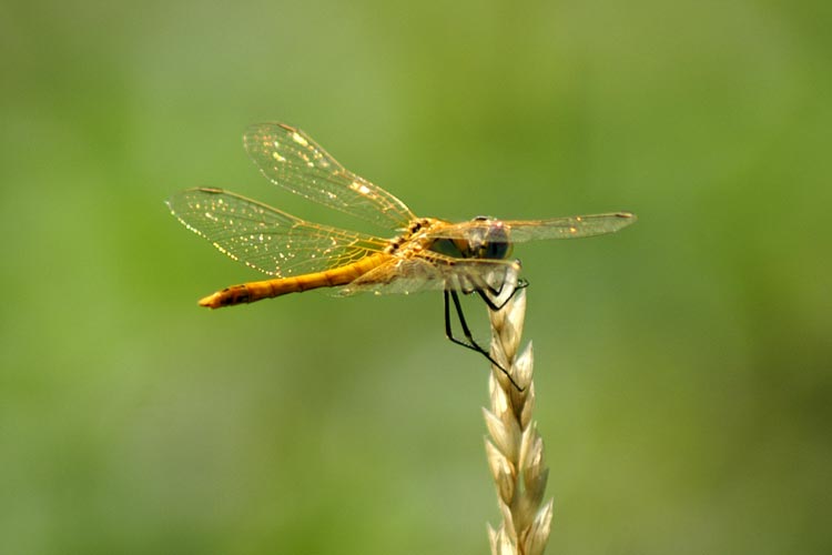 Sympetrum fonscolombii