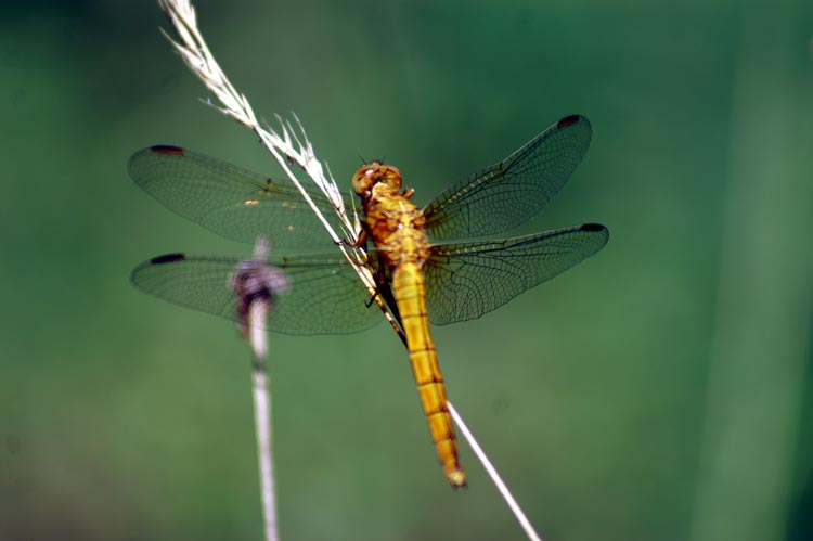 libellula femmina di.... Orthetrum coerulescens
