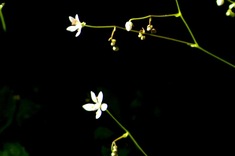 Micranthes engleri (=Saxifraga stellaris) / Sassifraga stellata