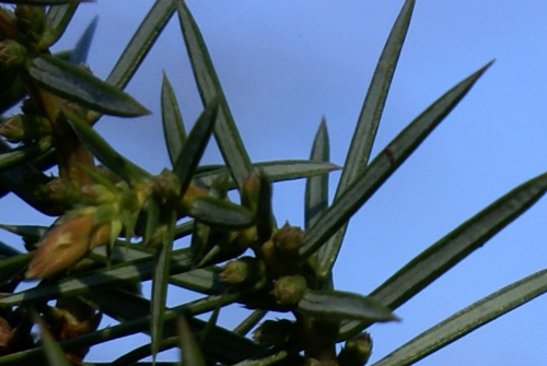 Juniperus oxycedrus - Ginepro rosso